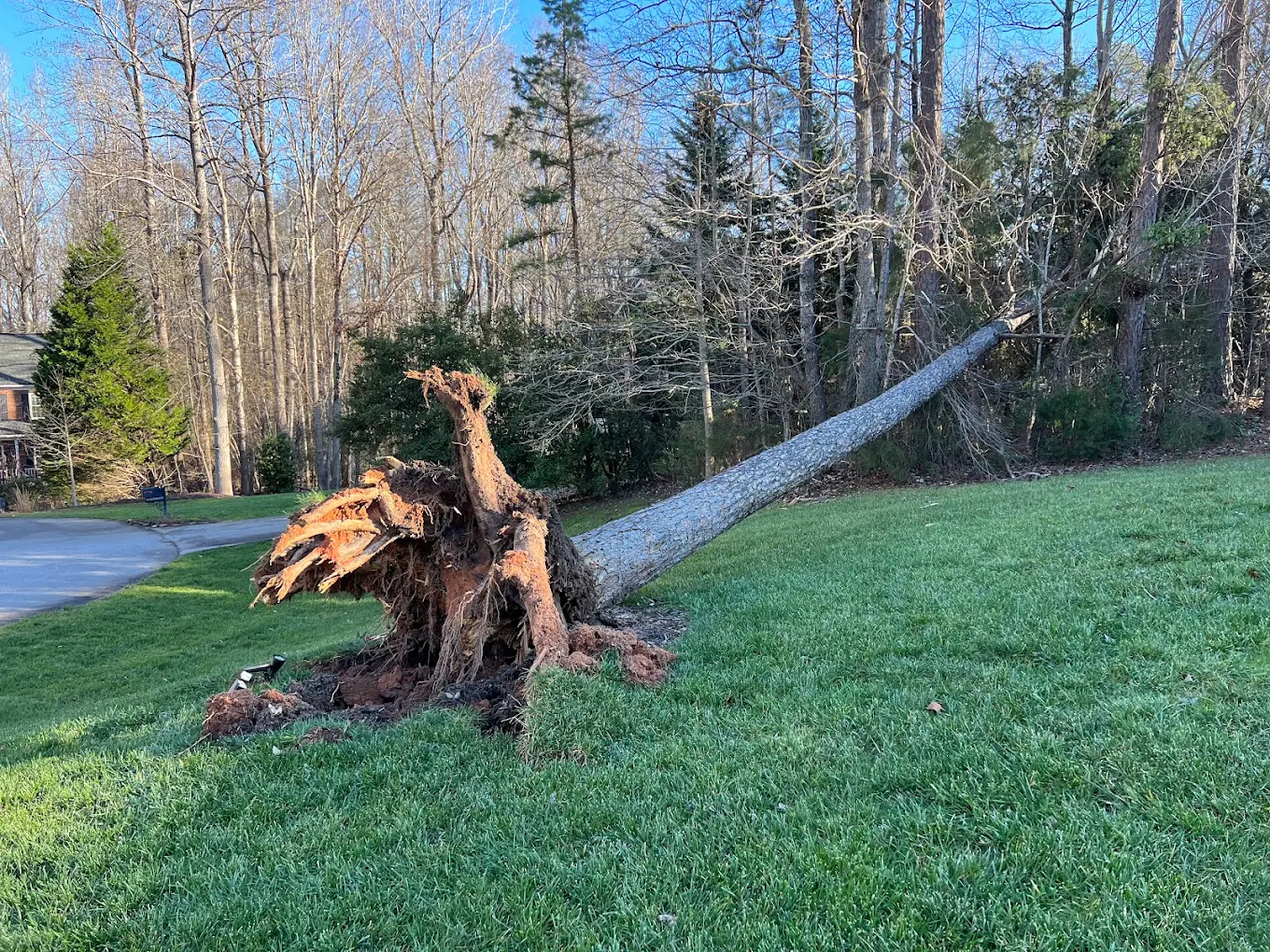 Stump grinding project