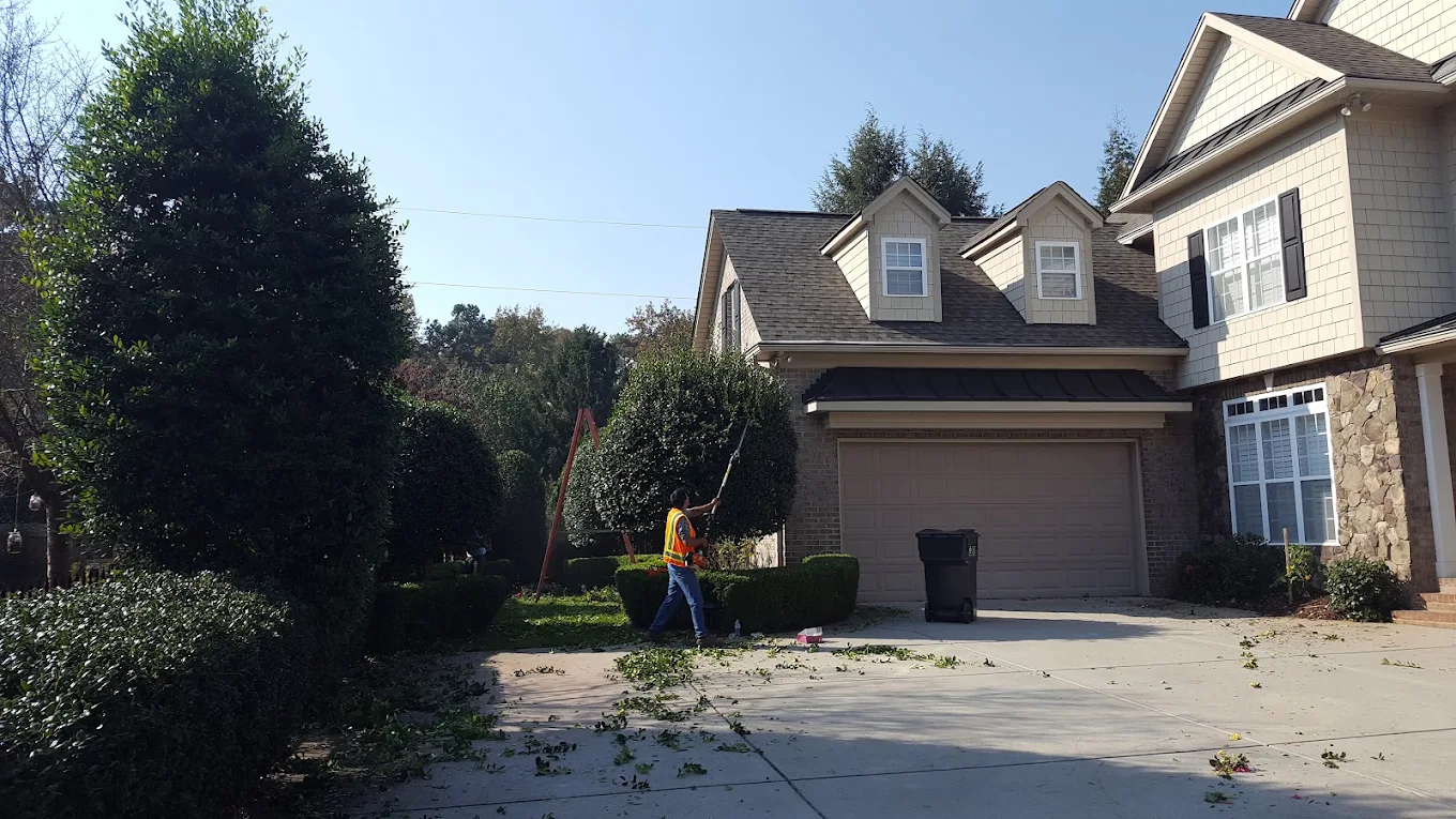 Emergency tree cleanup