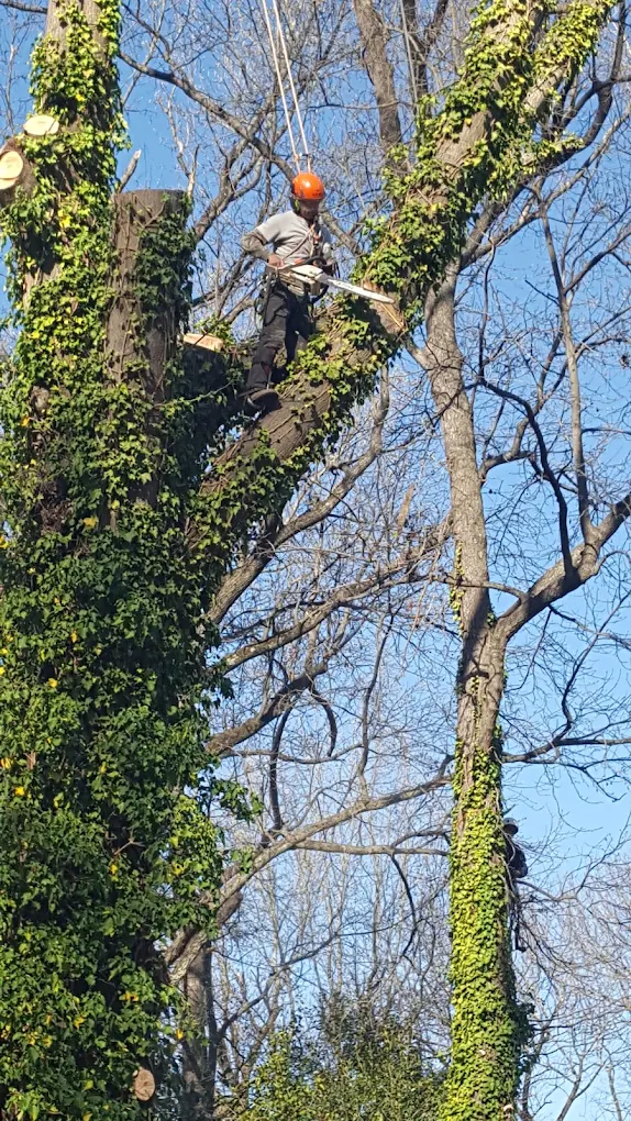 Tree removal project in Charlotte, NC