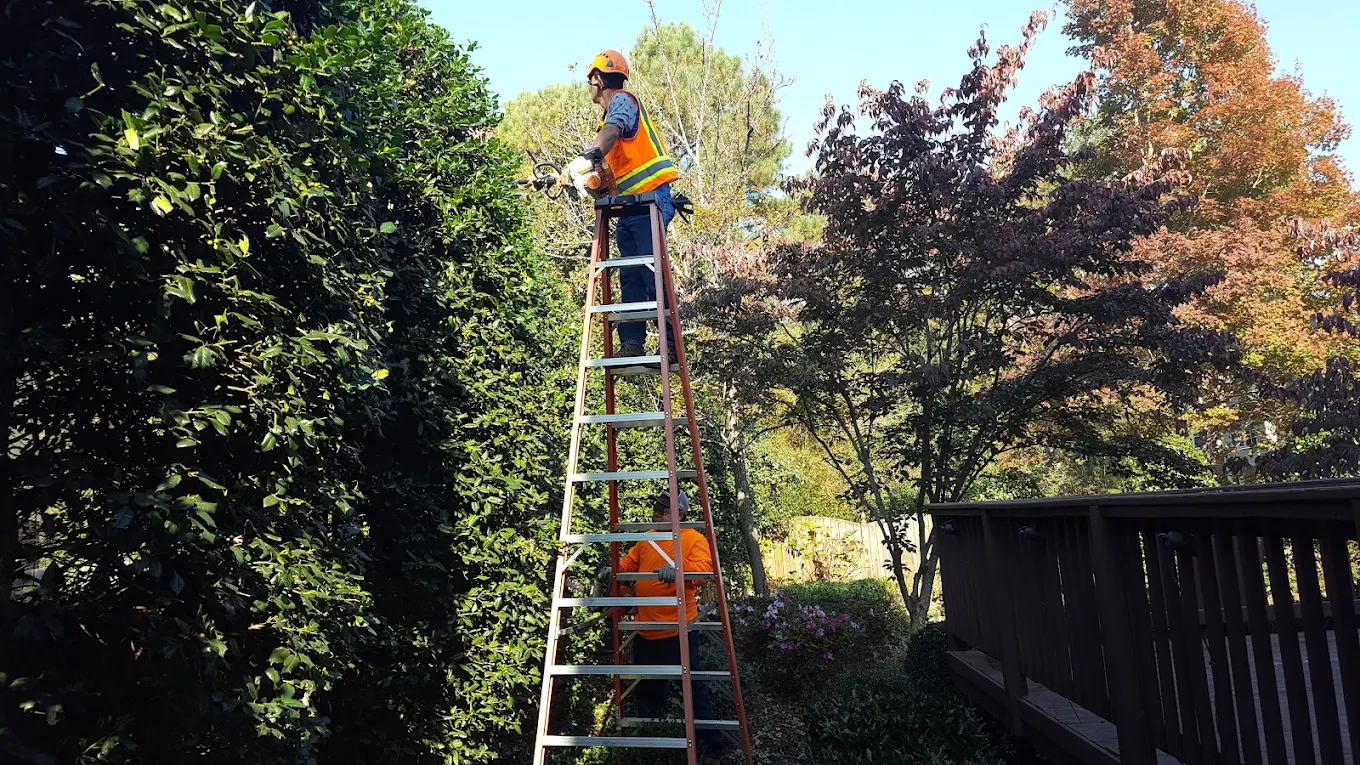 Tree service crew completing a project in Charlotte