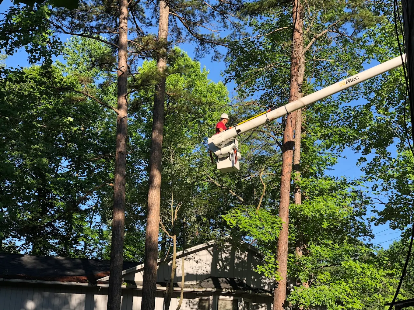 Tree trimming and pruning work